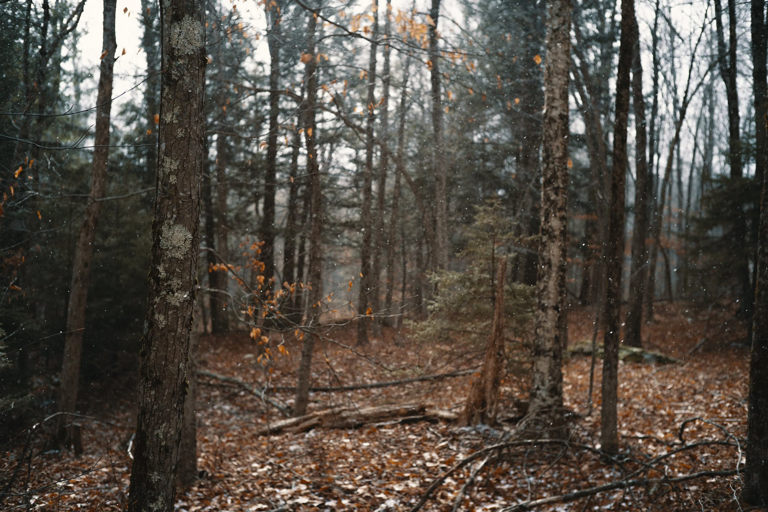 2025125_UPSTATE THANKSGIVING-44.jpg