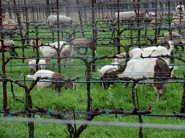 goats sheeps.jpg