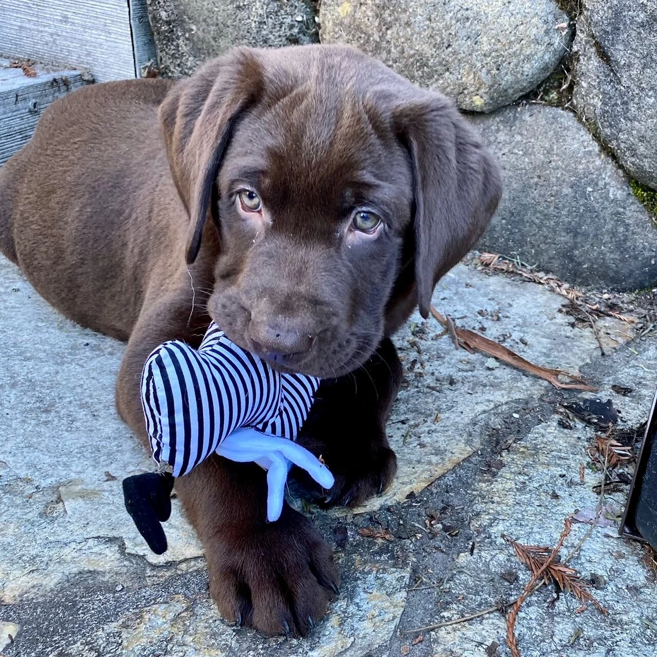 Boulder feb 2021.JPG