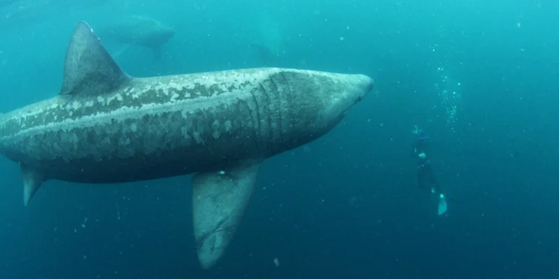 Ken free diving with sharks off Clare coast.
