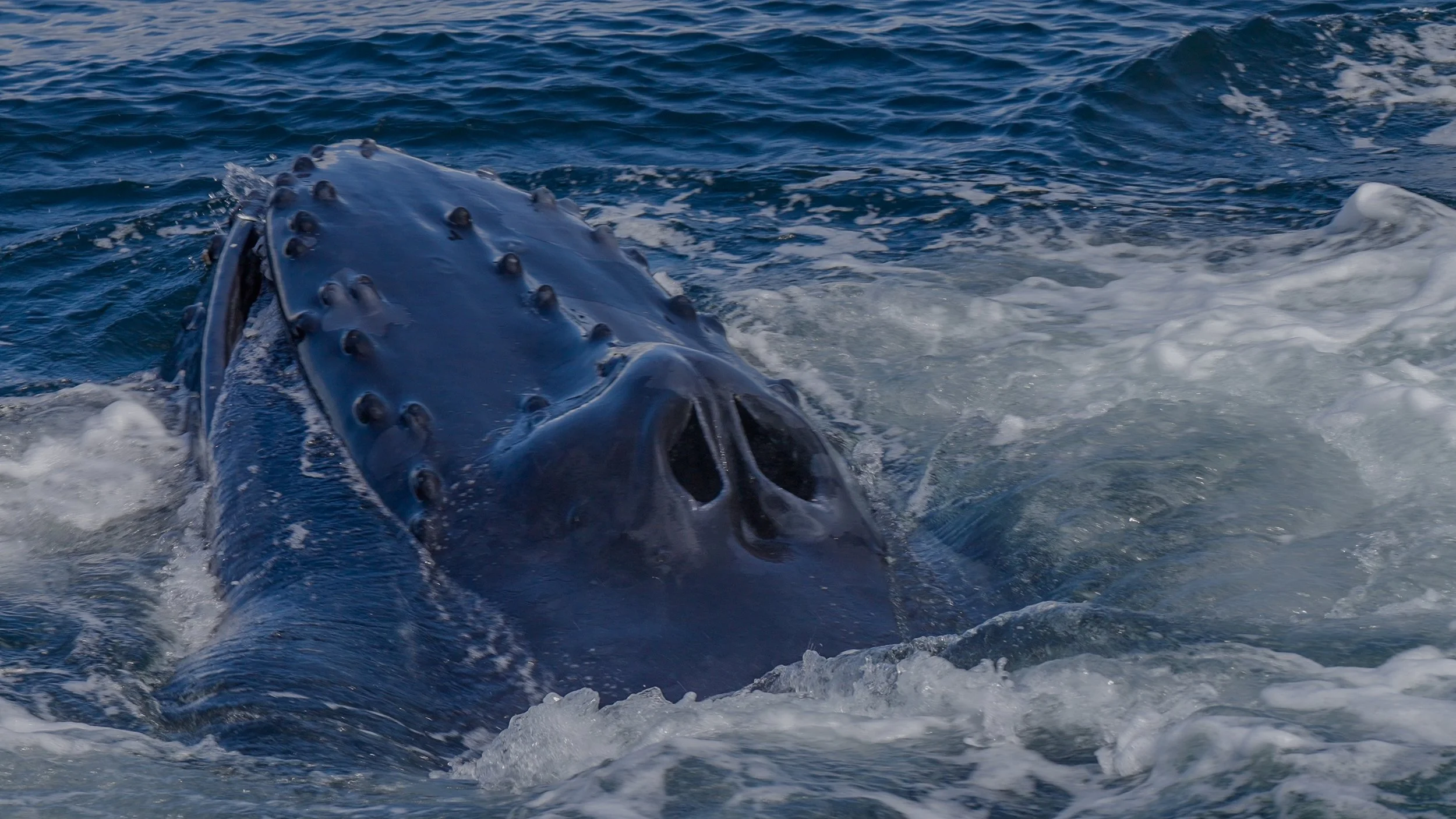 Donegal whales.00_03_50_05.Still002.jpg