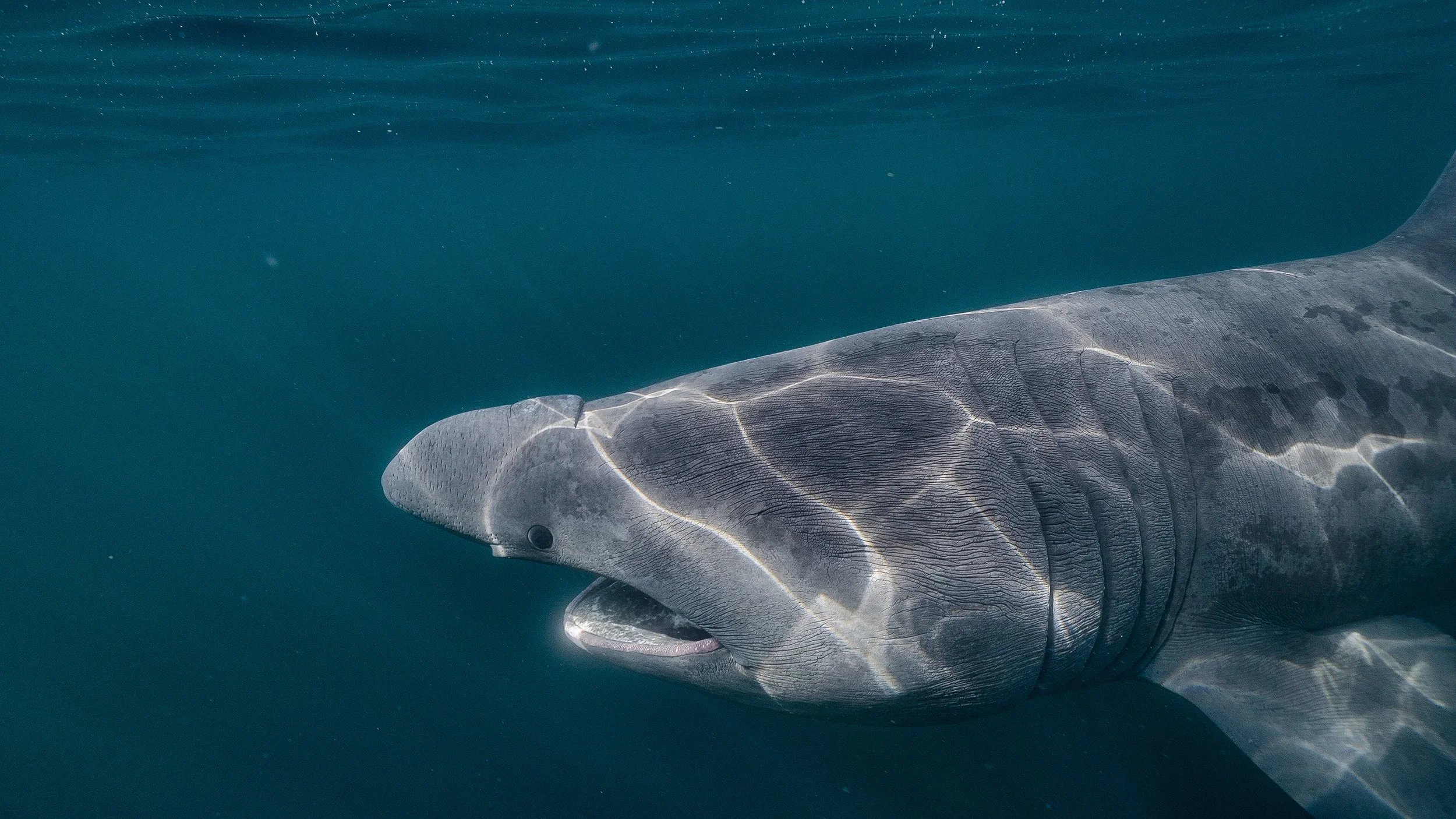 basking sharks.00_23_32_12.Still005.jpg
