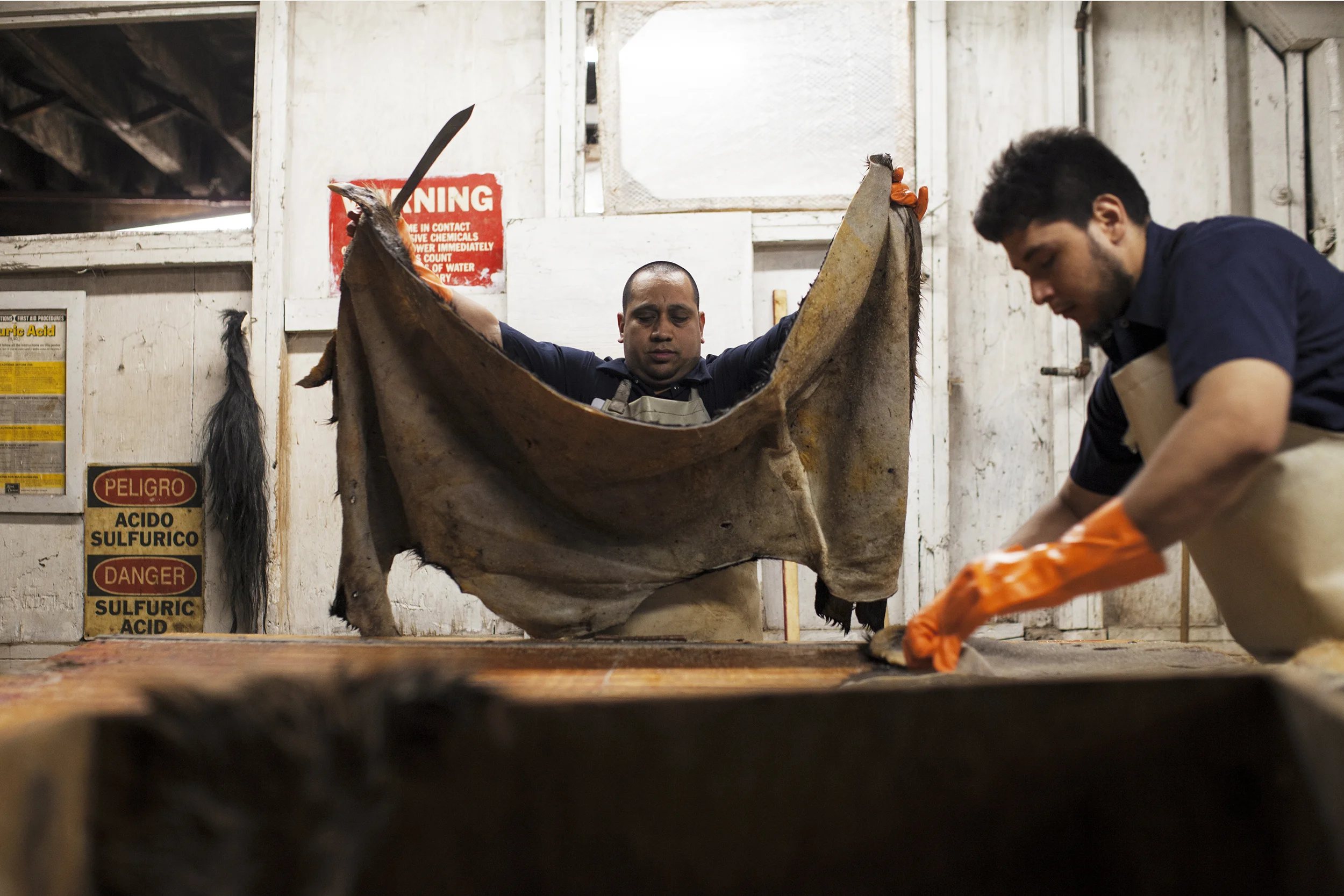 Worker cut and sort raw pieces of hide.
