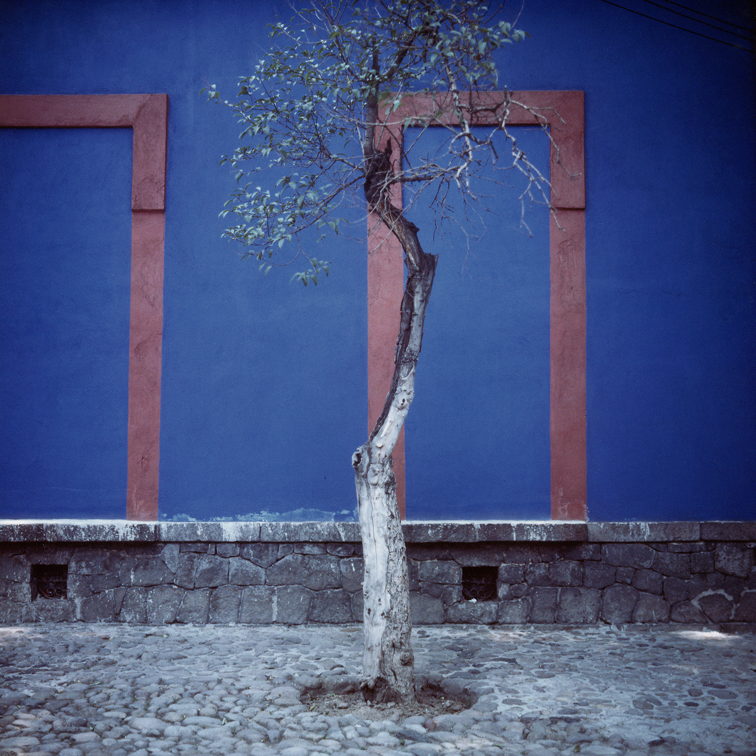 Sidewalk Tree - (Frida) 1987