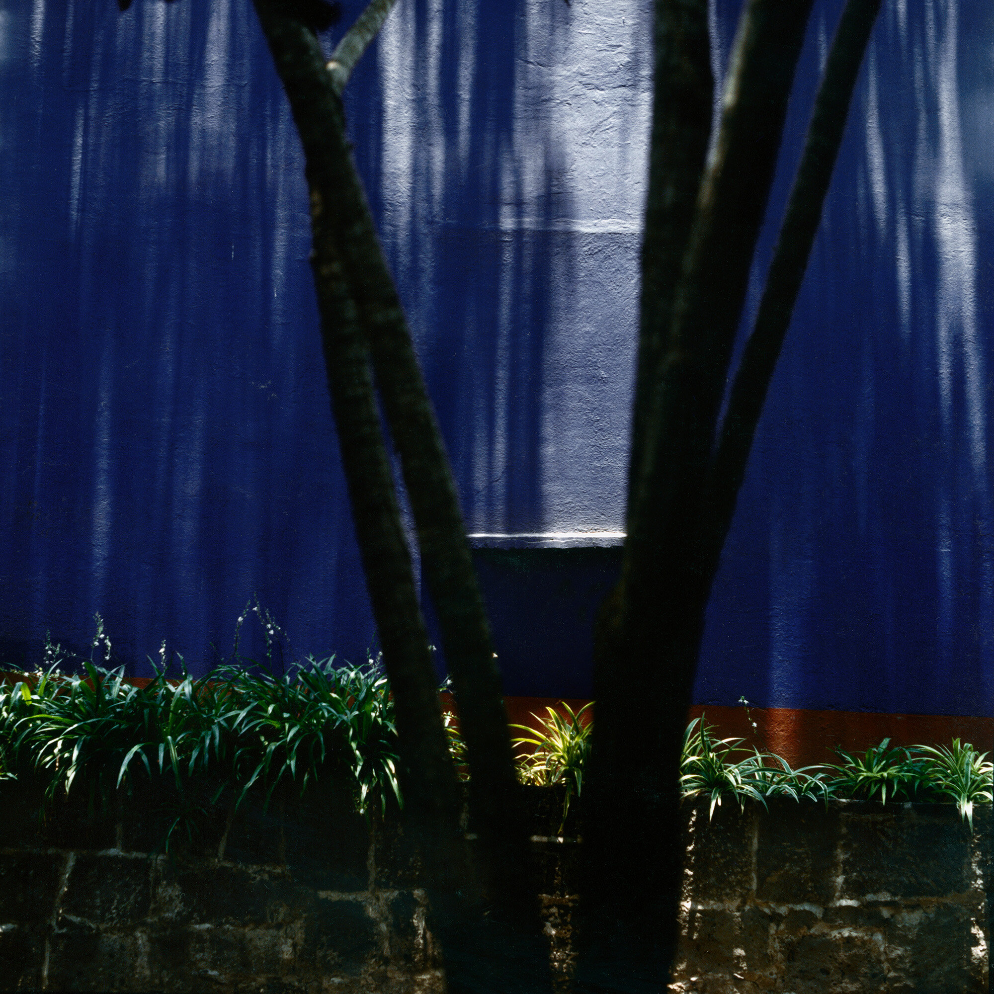 V-Shape Tree - (Frida) 1987