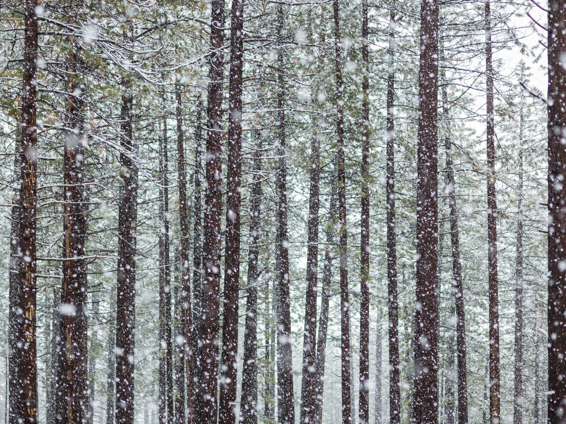 Winter Trees, 2017