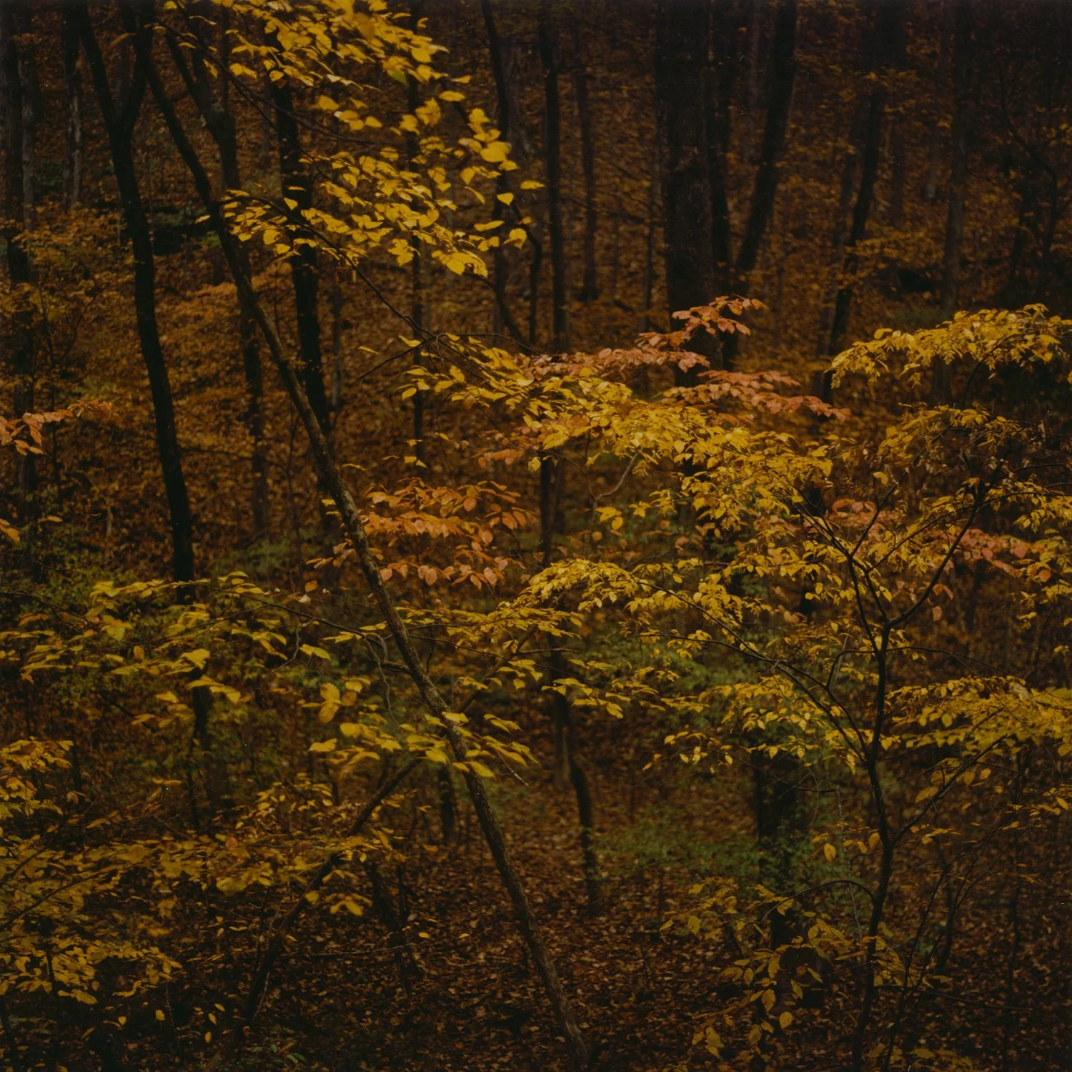 Autumn #2
