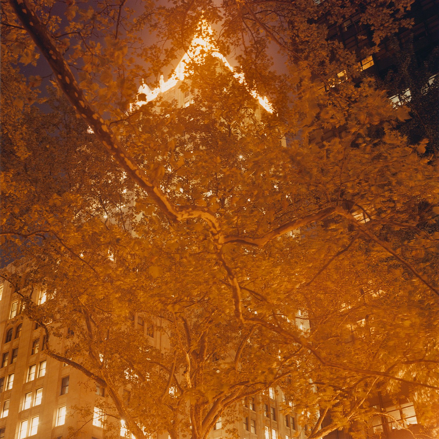 Central Park #2