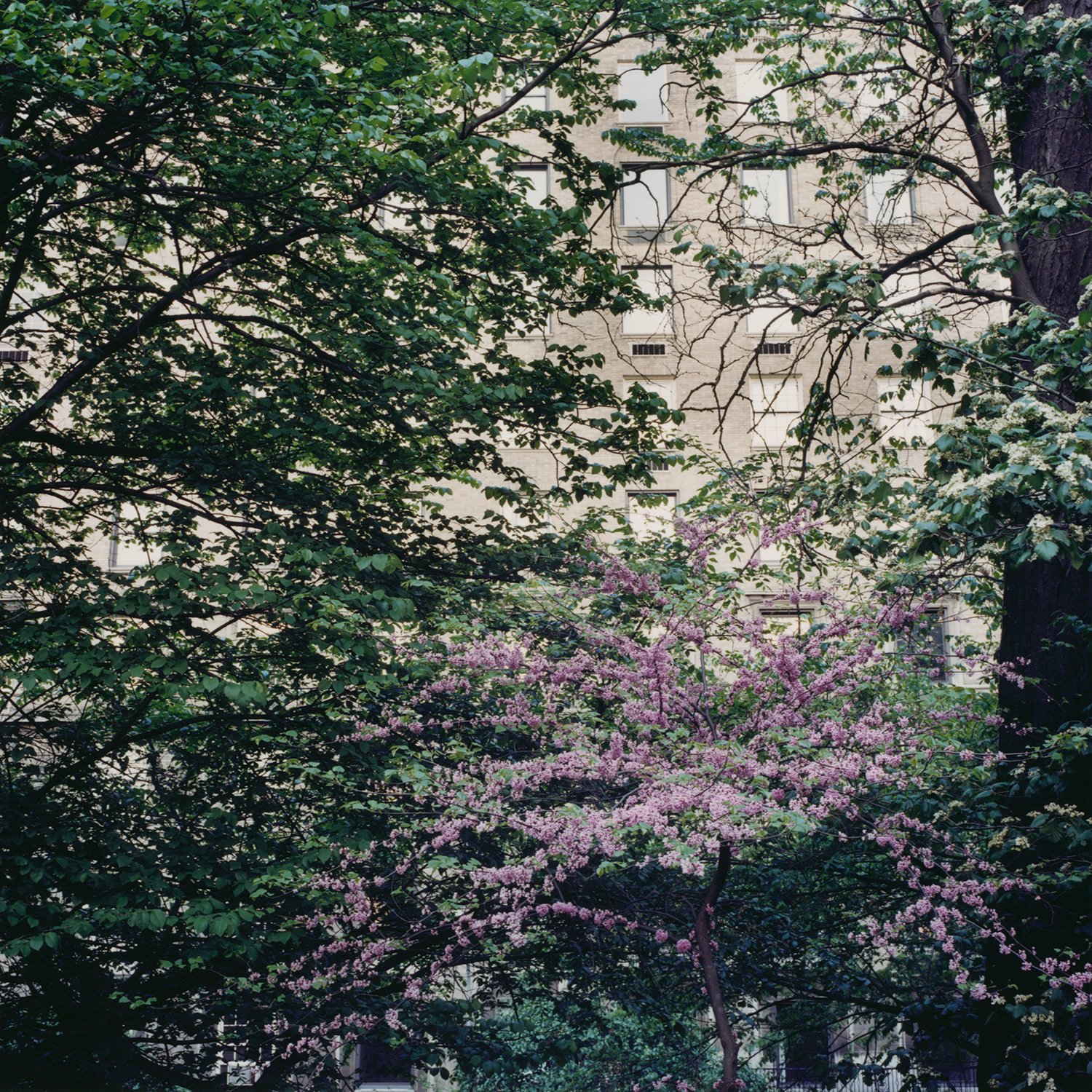 Fifth Avenue #2