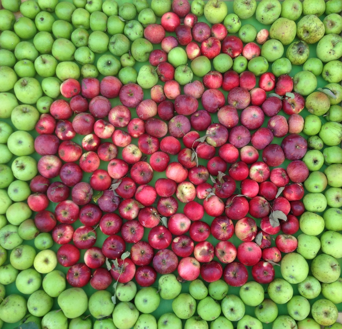 Apples: how do FODMAP and SCD diets differ about apples and other foods that are naturally high in fructose?