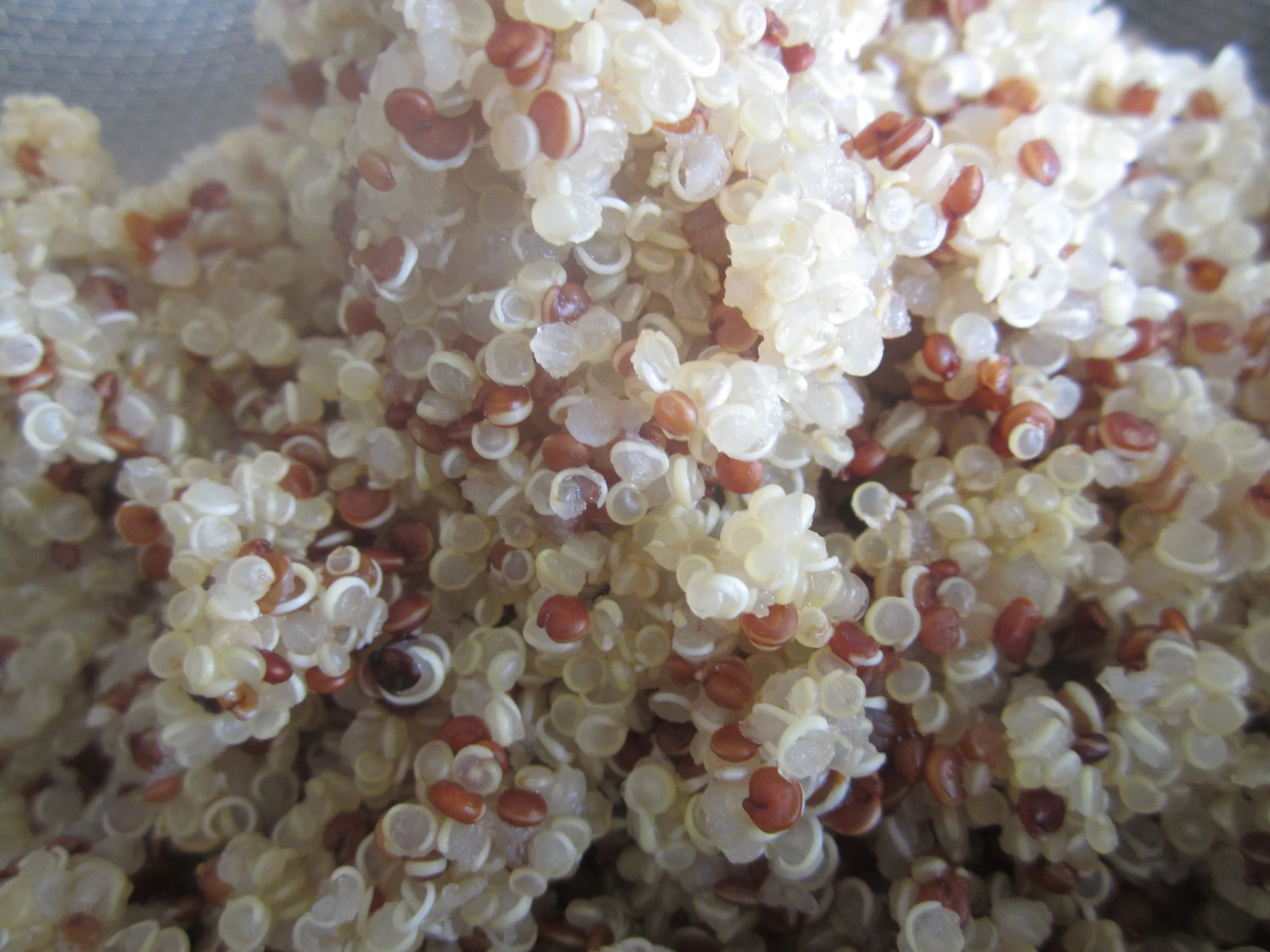 When the little white "tails", or embryos, appear and begin to separate from the seeds during cooking, the quinoa is done.