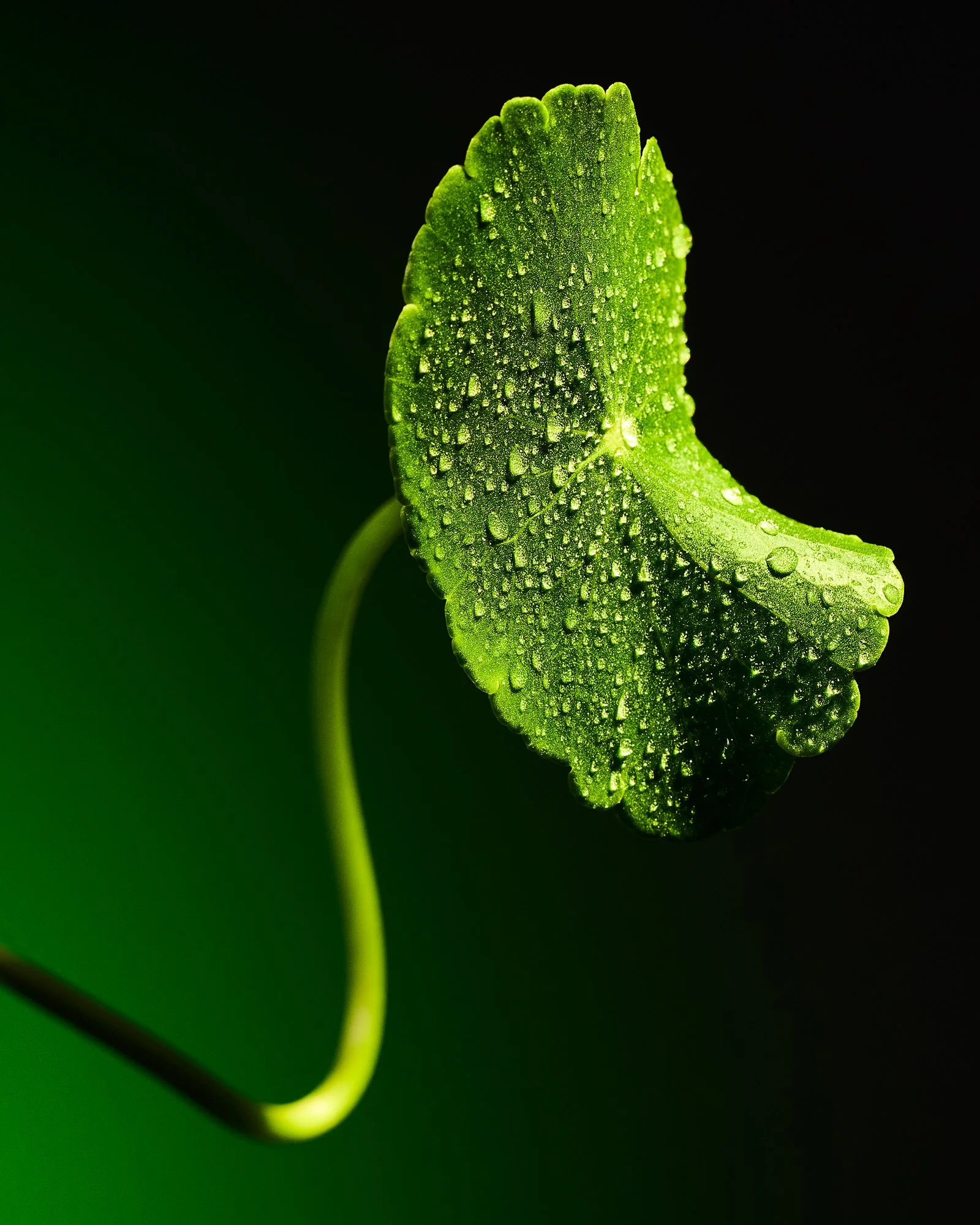 260430 Botanicals C.jpg