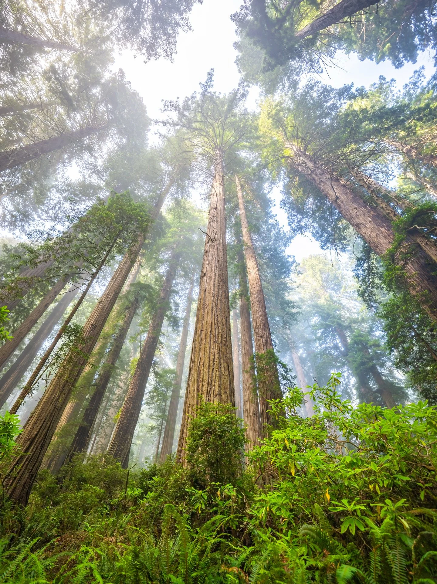 A FEW more moments from my Redwood trip 🌲 Standing among these giants fills me with awe and gratitude. Their timeless strength and quiet presence remind me of just how small &mdash; and lucky &mdash; we are to witness them. Truly, they never get old