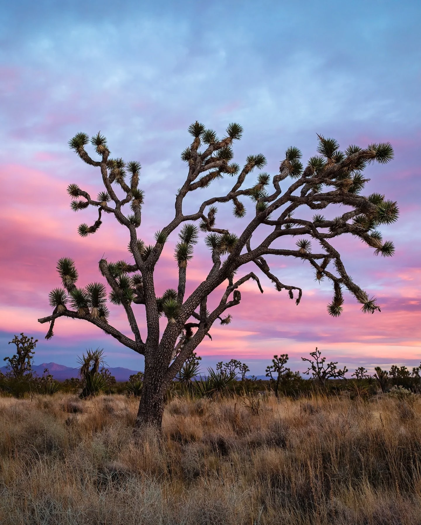 THE DESERTS of the American Southwest. Miles of silence, sculpted stone, and endless sky. To most, it feels like nothing&mdash;but in that nothing, there&rsquo;s magic. Shadows stretch across forgotten mesas, wind carries whispers through canyons, st