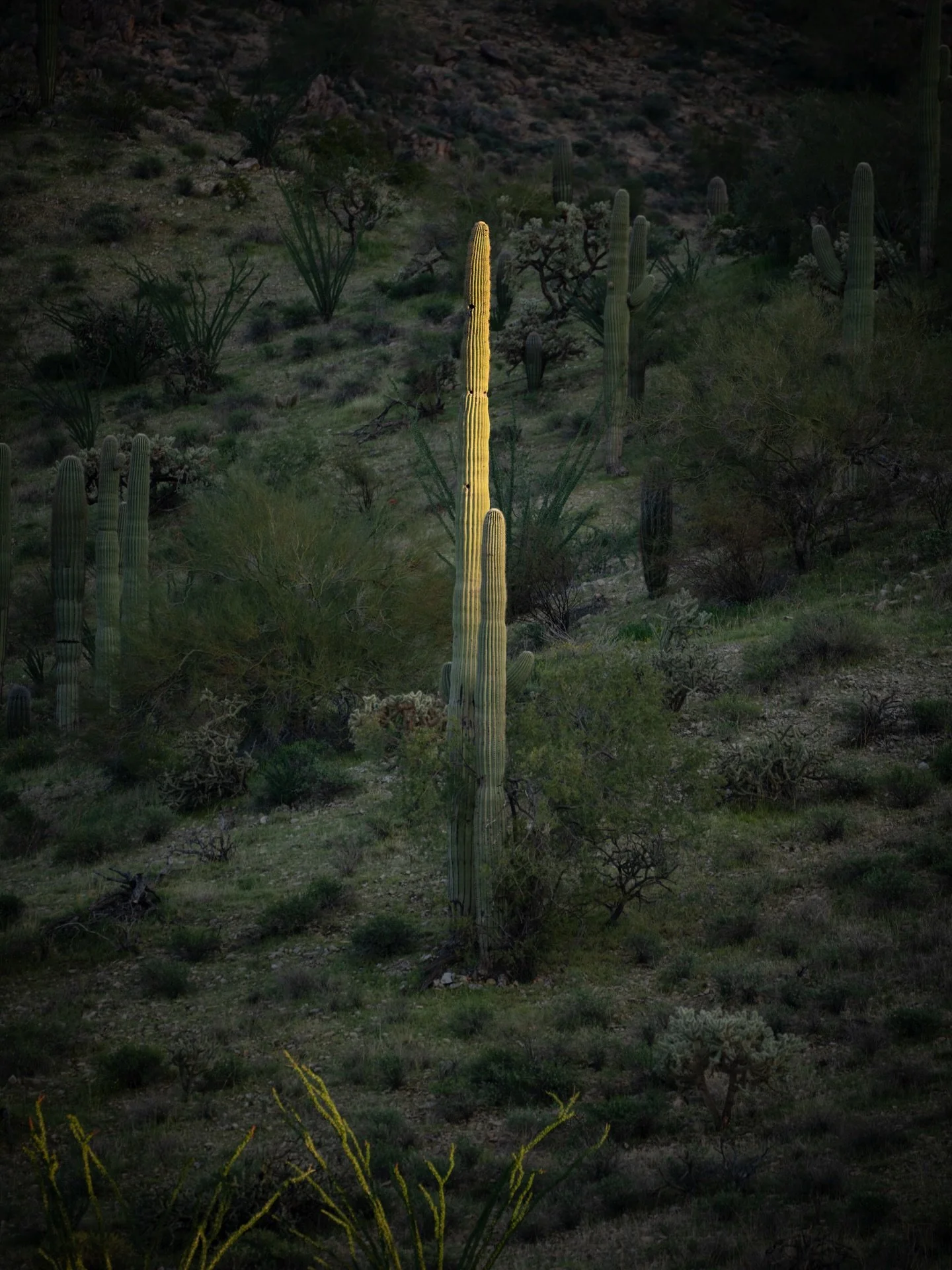 REMEMBER - Simplicity and minimalism this holiday season. Replace 'things' with experiences. You'll remember those a lot longer. Thankful for you all. Big love from my little family to you and yours. Be well out there. Be patient. Be kind.