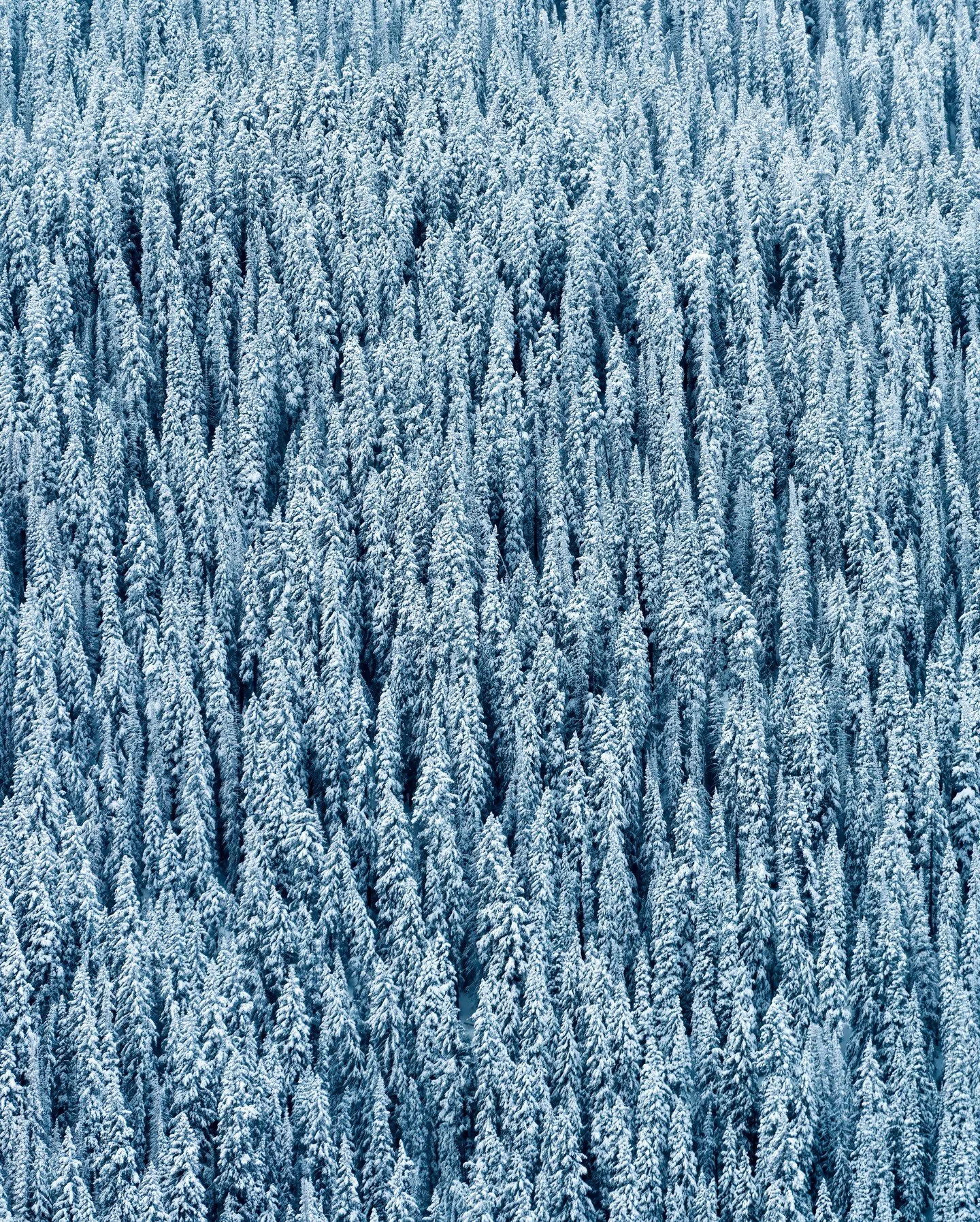 HERE'S TO HOPING for snow this holiday season. Cold air sharpens the lungs as breath turns briefly visible before fading away. White crystals gather along pine needles and quiet the forest floor, softening distance, swallowing sound, and reshaping fa