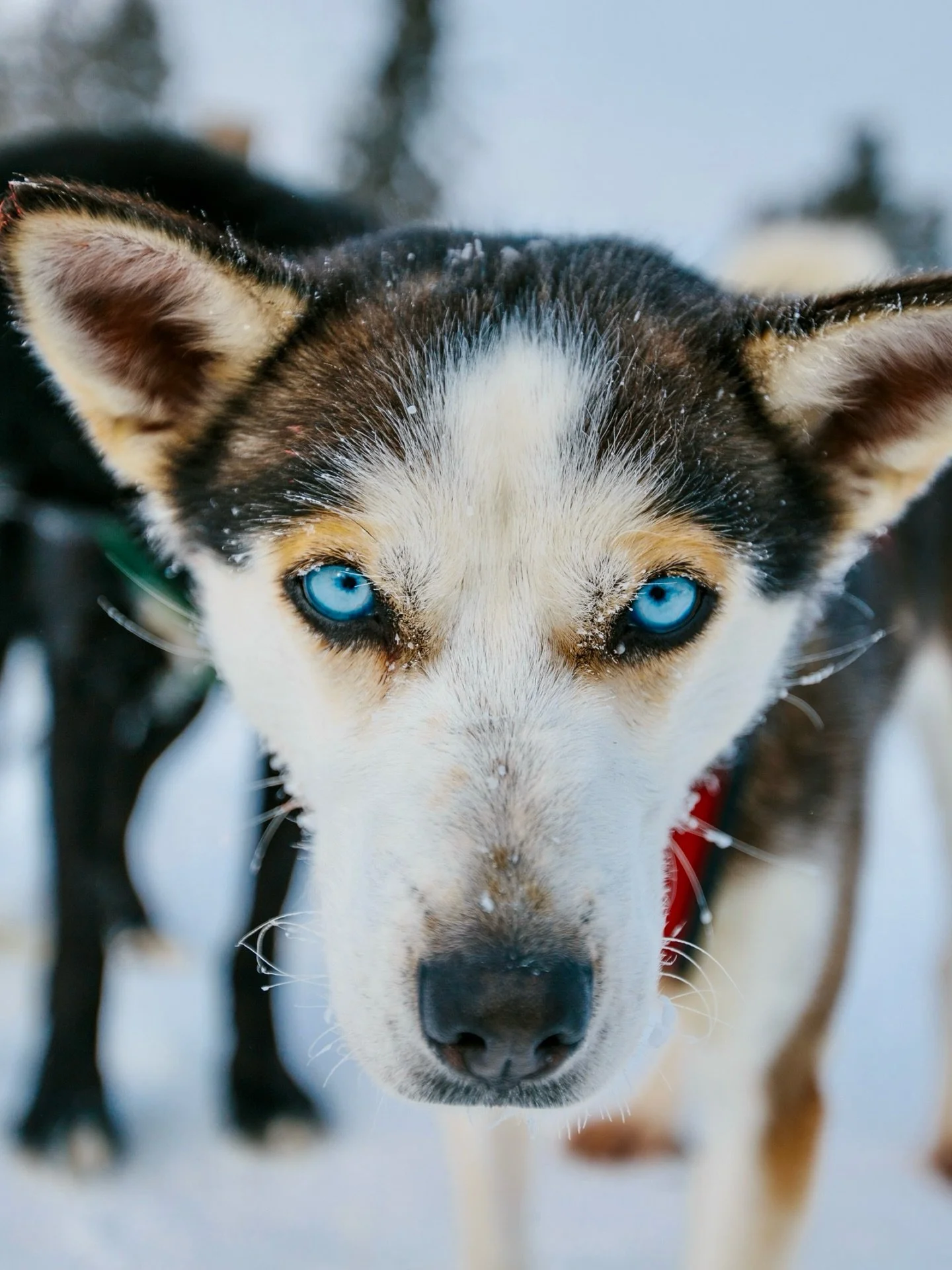-55&deg;F. THE YUKON - Archives

The first time I came up here the world went white in every direction. The kind of cold that makes you understand why people once believed the earth had edges.

I was shooting the Yukon Quest. Karen was my lead dog. W