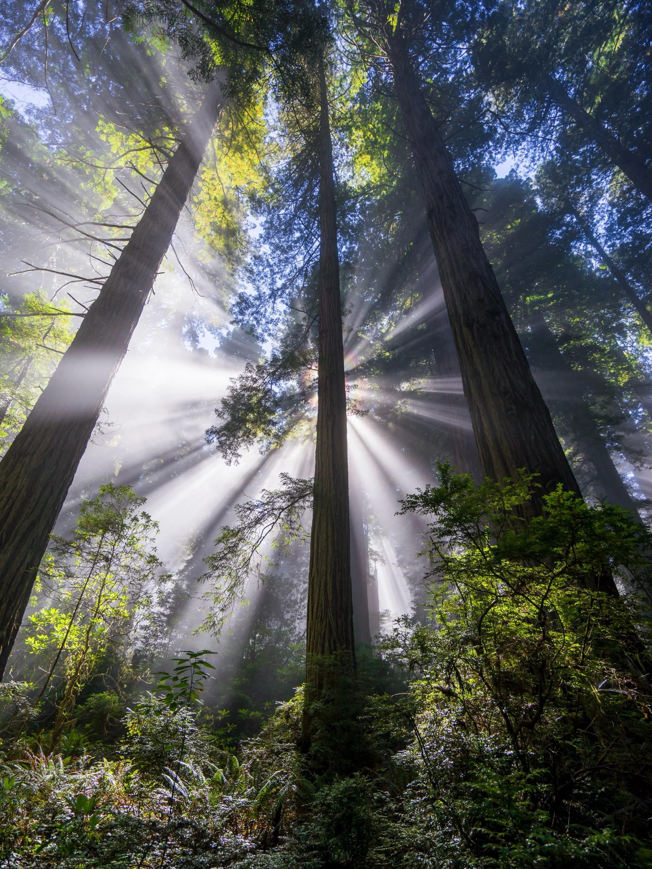 IMAGINE that everything ordinary is suddenly as precious as it would be on the last day of life. To see this moment clearly, you only need to notice how fleeting everything is&mdash;and how perfect. -Sam Harris