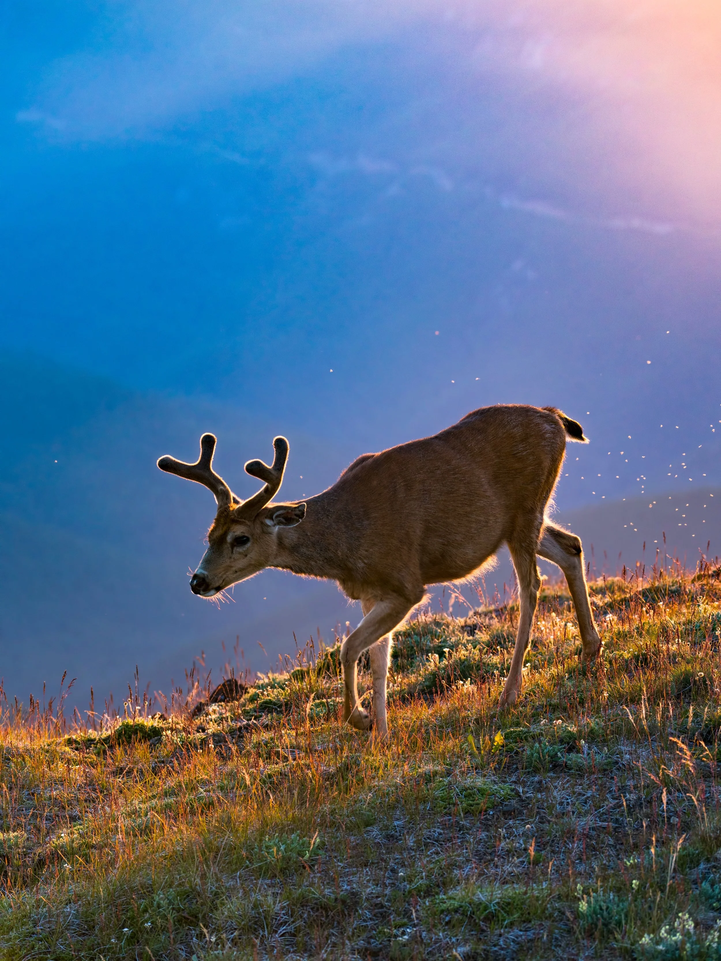 THESE nights are here.

I don&rsquo;t know what it is about deer and a silent photographer, but I&rsquo;ve met many a deer while perched on mountainsides. Peaceful and quiet, they&rsquo;ve surrounded me and bedded down nearby late into the evenings. 