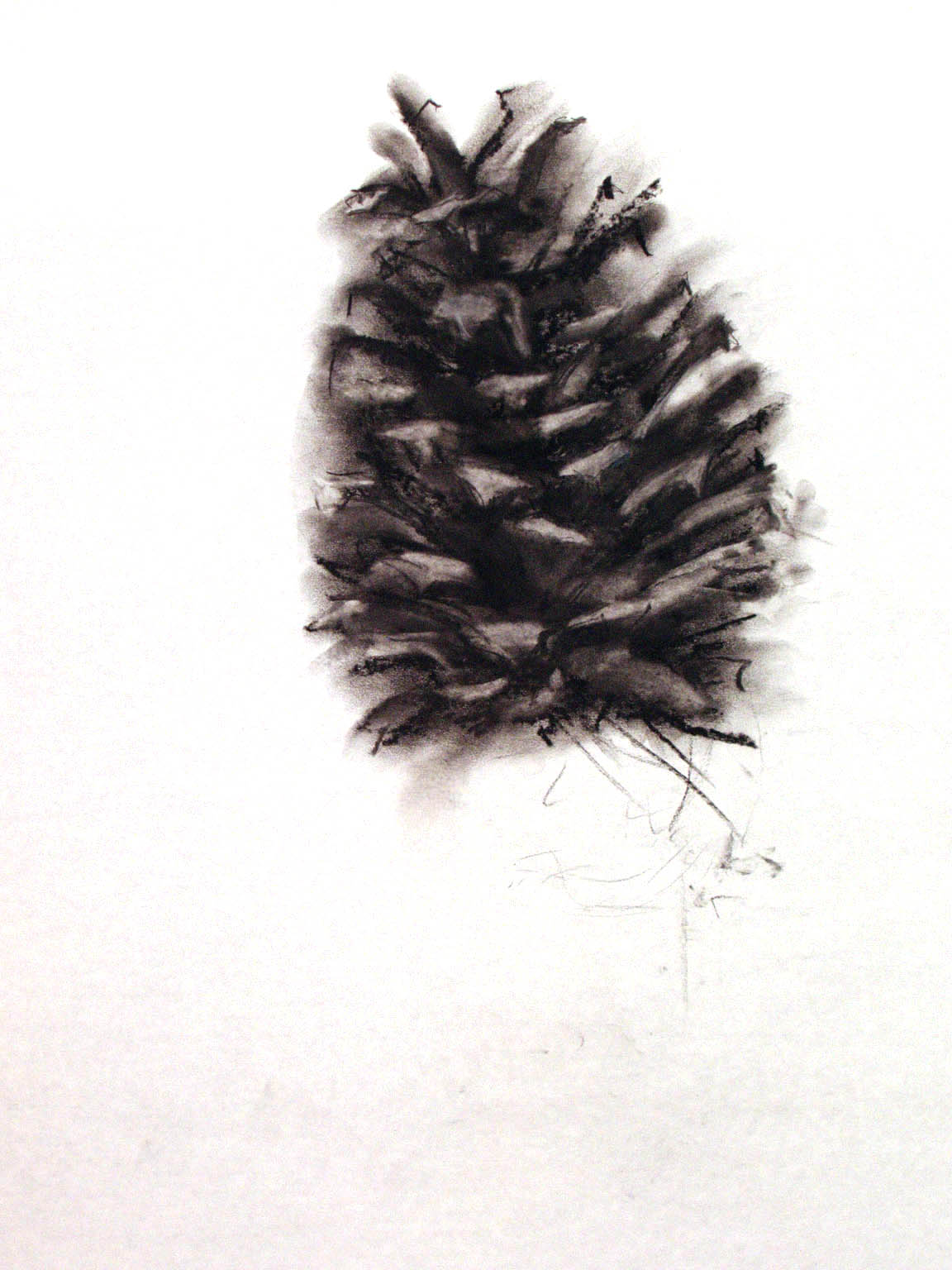 Pine Cone