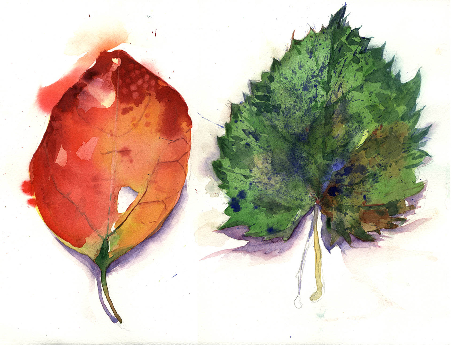 Red Leaf, Green Leaf