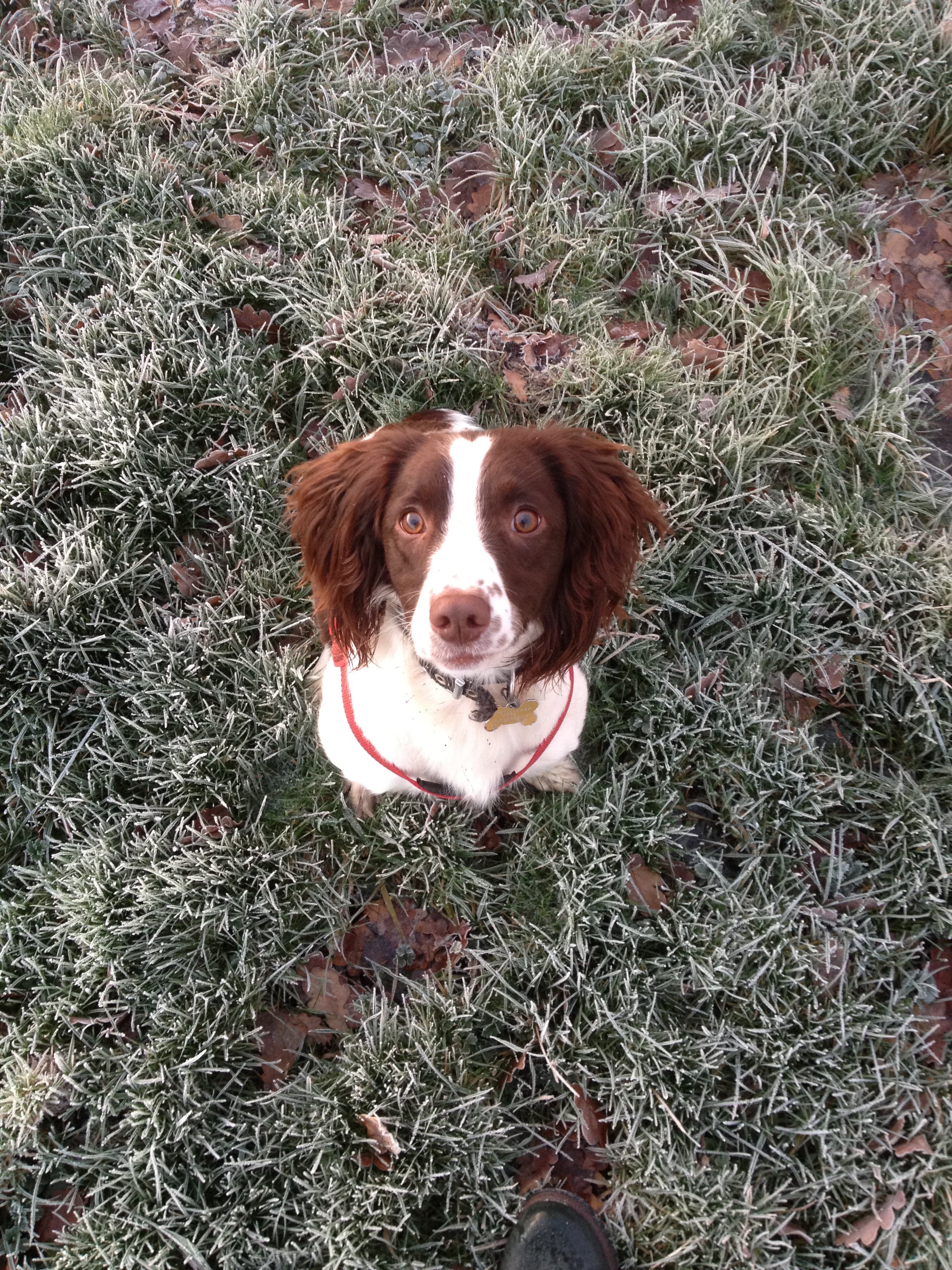 Chloe in a snowy field