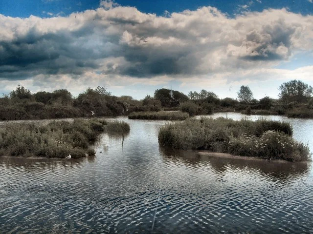 Wetland habitat in Sussex, UK