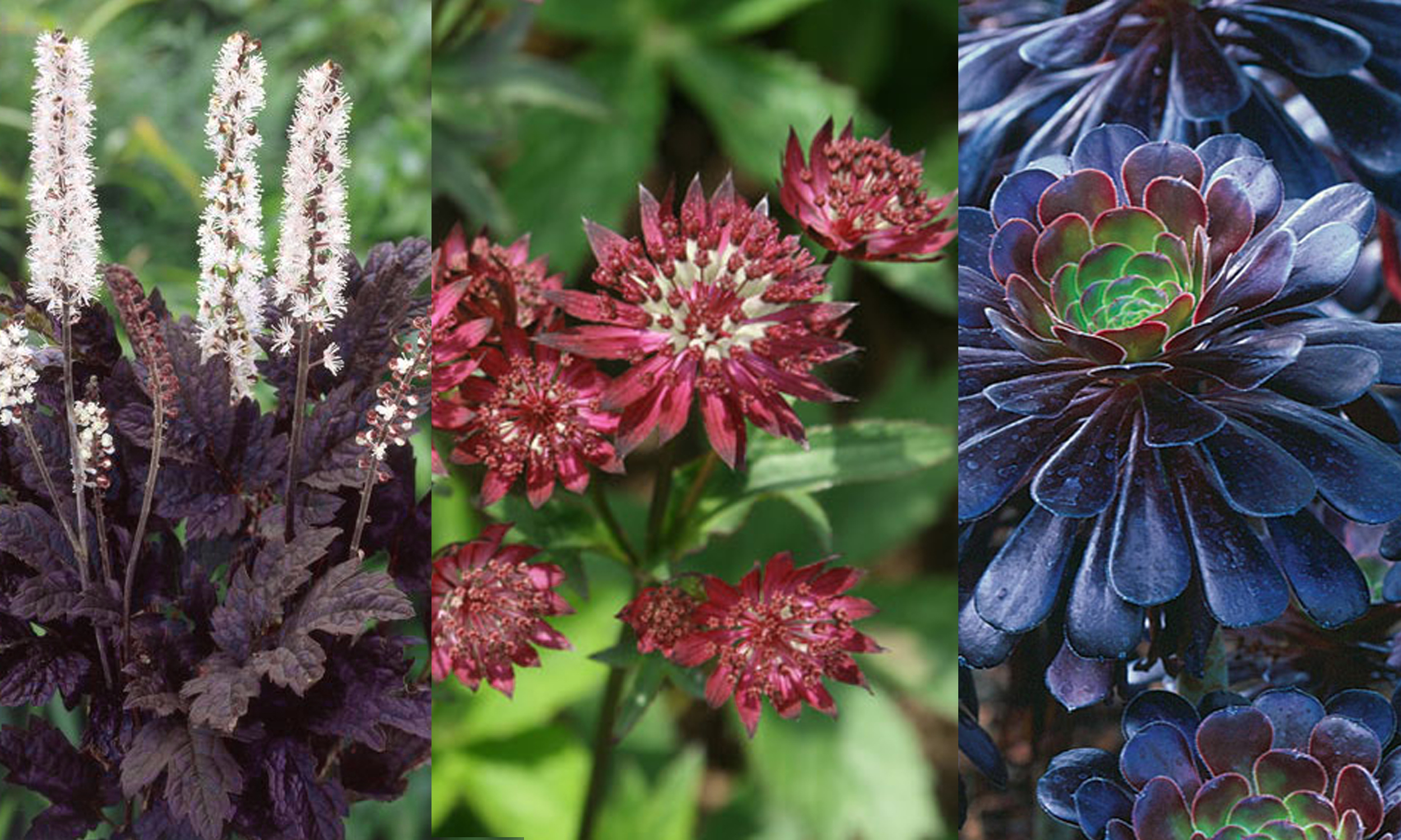 Cimicifuga racemosa 'Brunette', Astrantia major 'Ruby Wedding', Aeonium arboreum 'Atropurpureum'