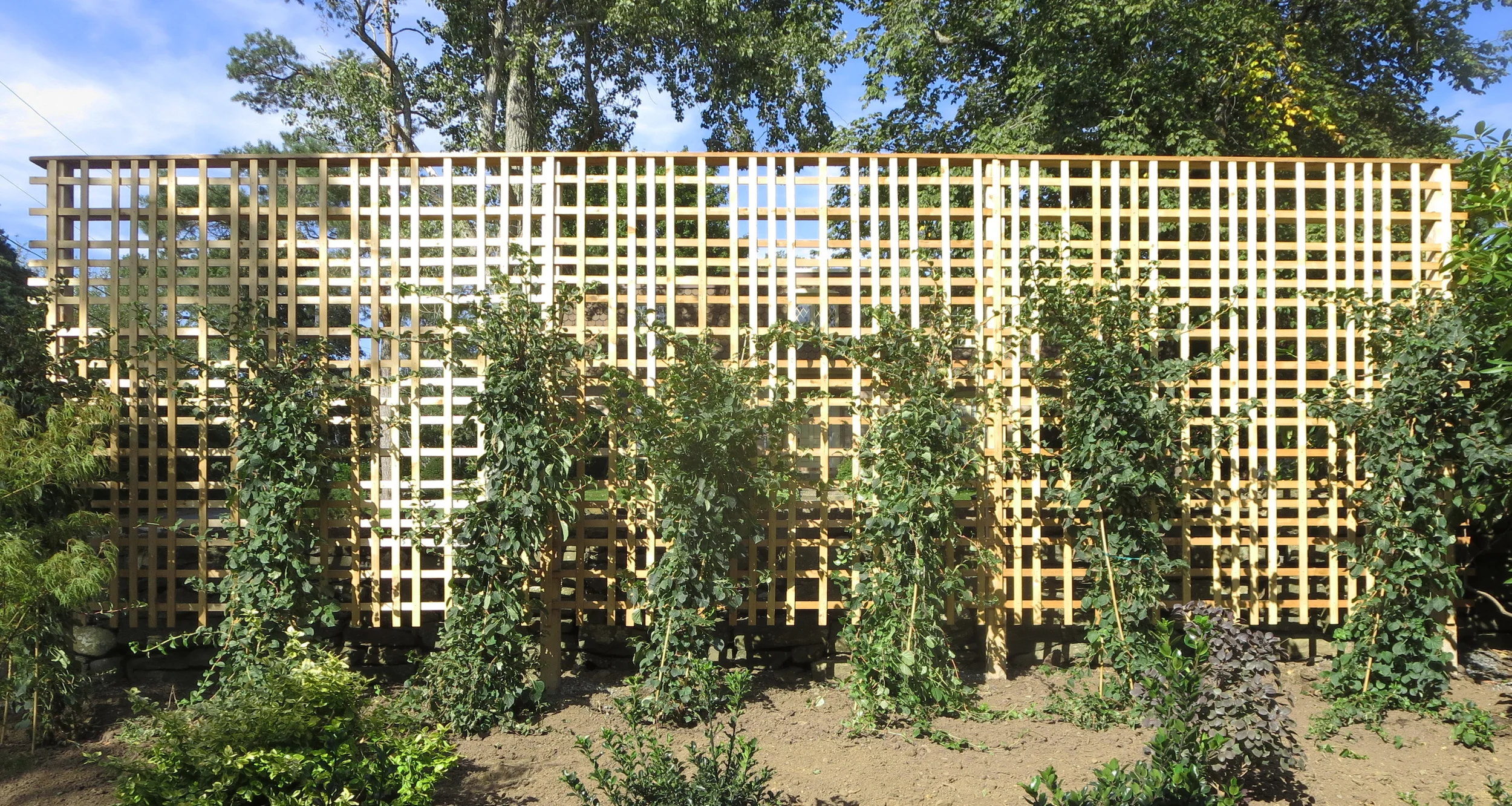 Cedar Trellis