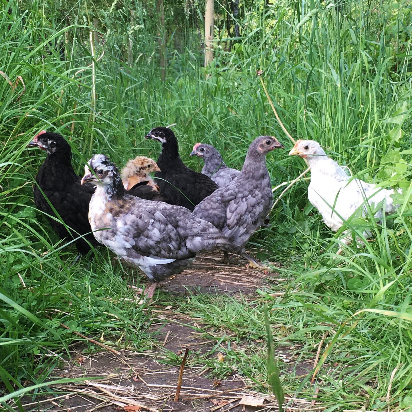 The littles are on it. Trying to tame the wildness in the back meadow 🌾🌾🌾 We introduced 2 rare Swedish breeds - Swedish flower hens and Silverudd blue isbars to our property. Both breeds are sweet and lovely and we love being part of backyard chic