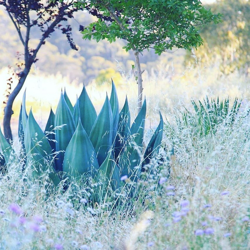 ⁣I&rsquo;ve been thinking a lot lately about what makes a ⠀
garden sparkle, shine, come alive with a bit off magic. ⠀
⠀
⠀
Pulse with life.⠀
⠀
What makes a garden feel safe? A place you want to wander through or pull up a chair and hang out in all day