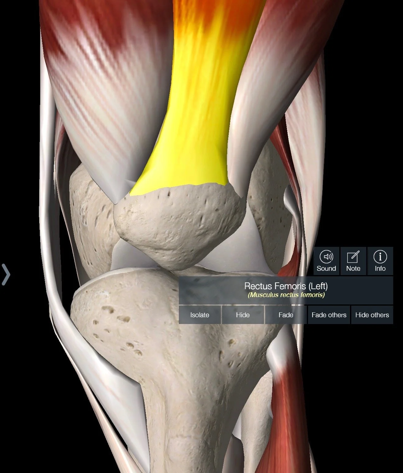 A Friendly Guide to the Runner's Knees
