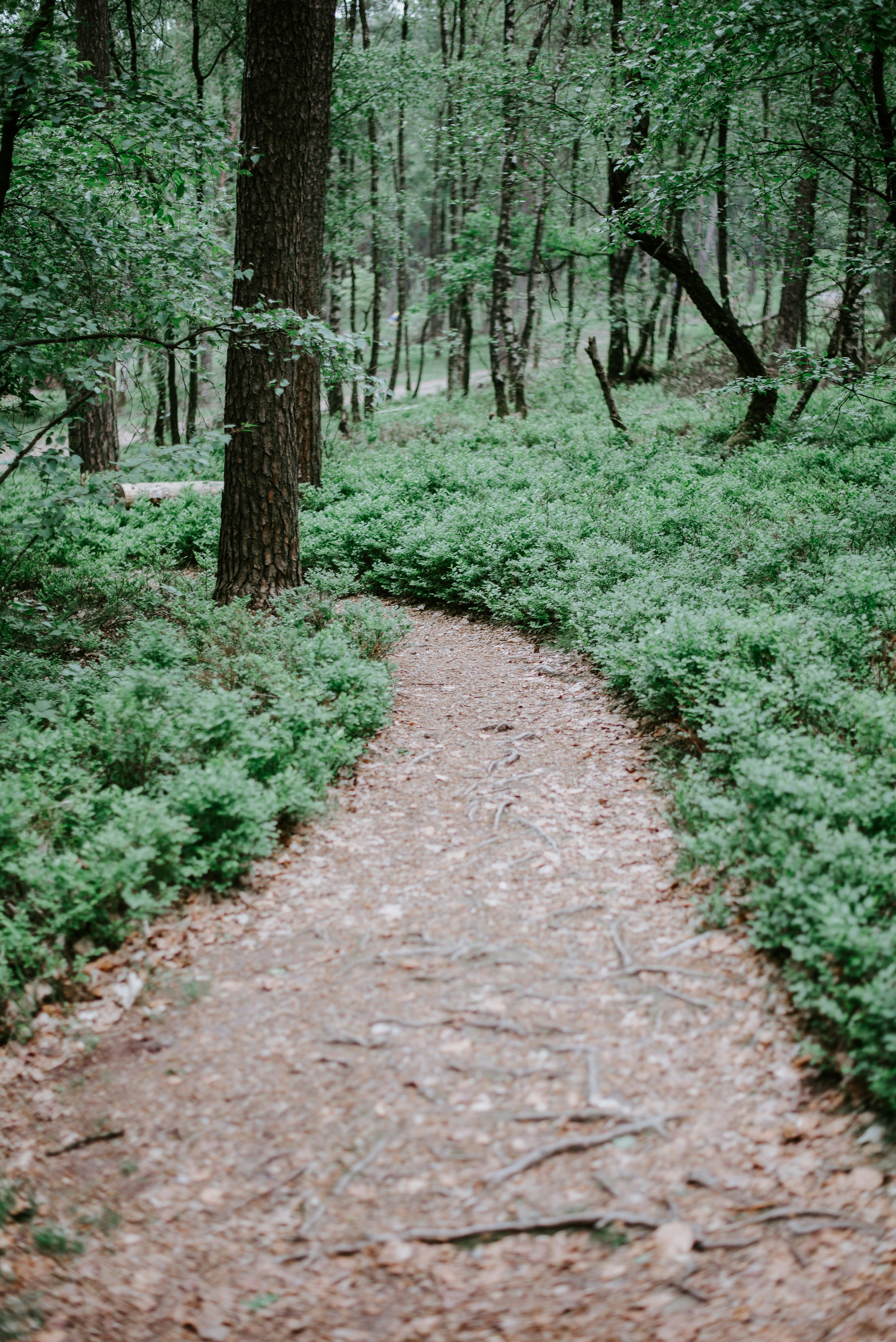 IP Committee Hike