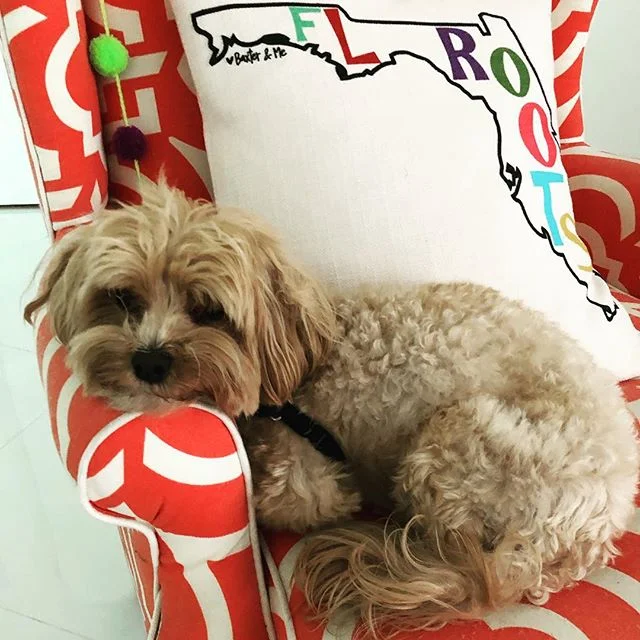 &ldquo;Is it the weekend yet, dad?&rdquo; #workdaydoggyblues