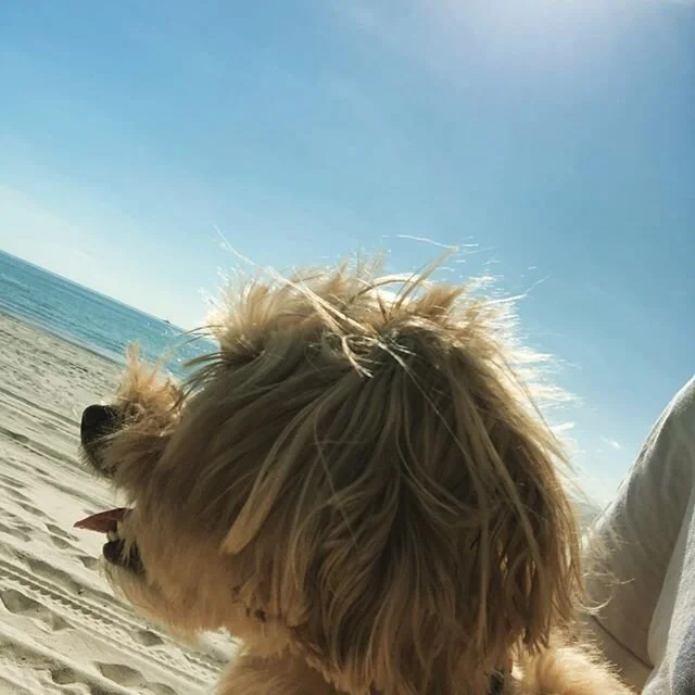 Fun in the sun on today&rsquo;s morning walk.