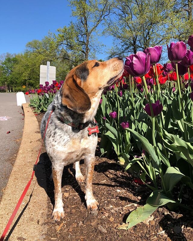 It&rsquo;s the little things right now y&rsquo;all. Be safe. Love beagles.
