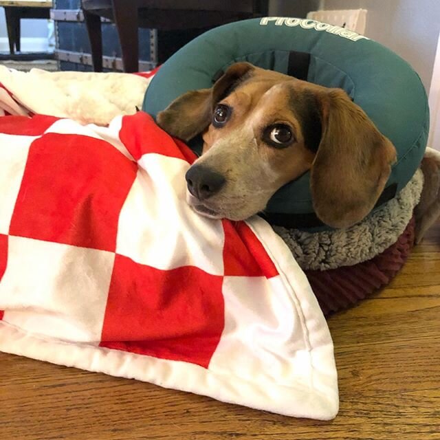 I&rsquo;ve had a really hard day. My butt is injured. Now I&rsquo;ve gotta wear a cone. They gave me some pain meds and other medicines to feel better.