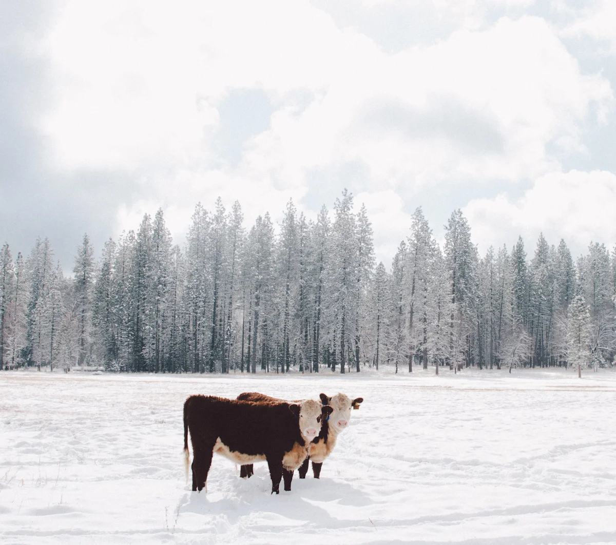 Winter-8.jpg