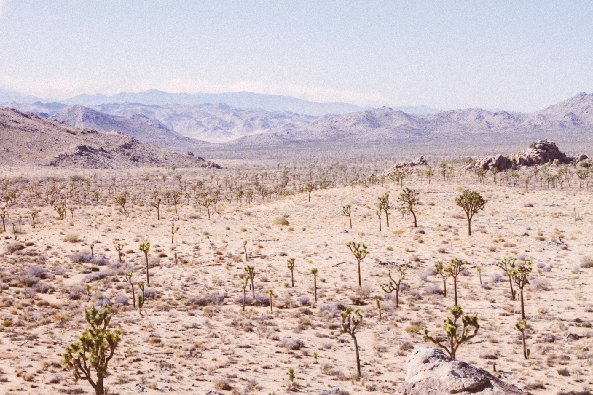 Joshua Tree-4.jpg