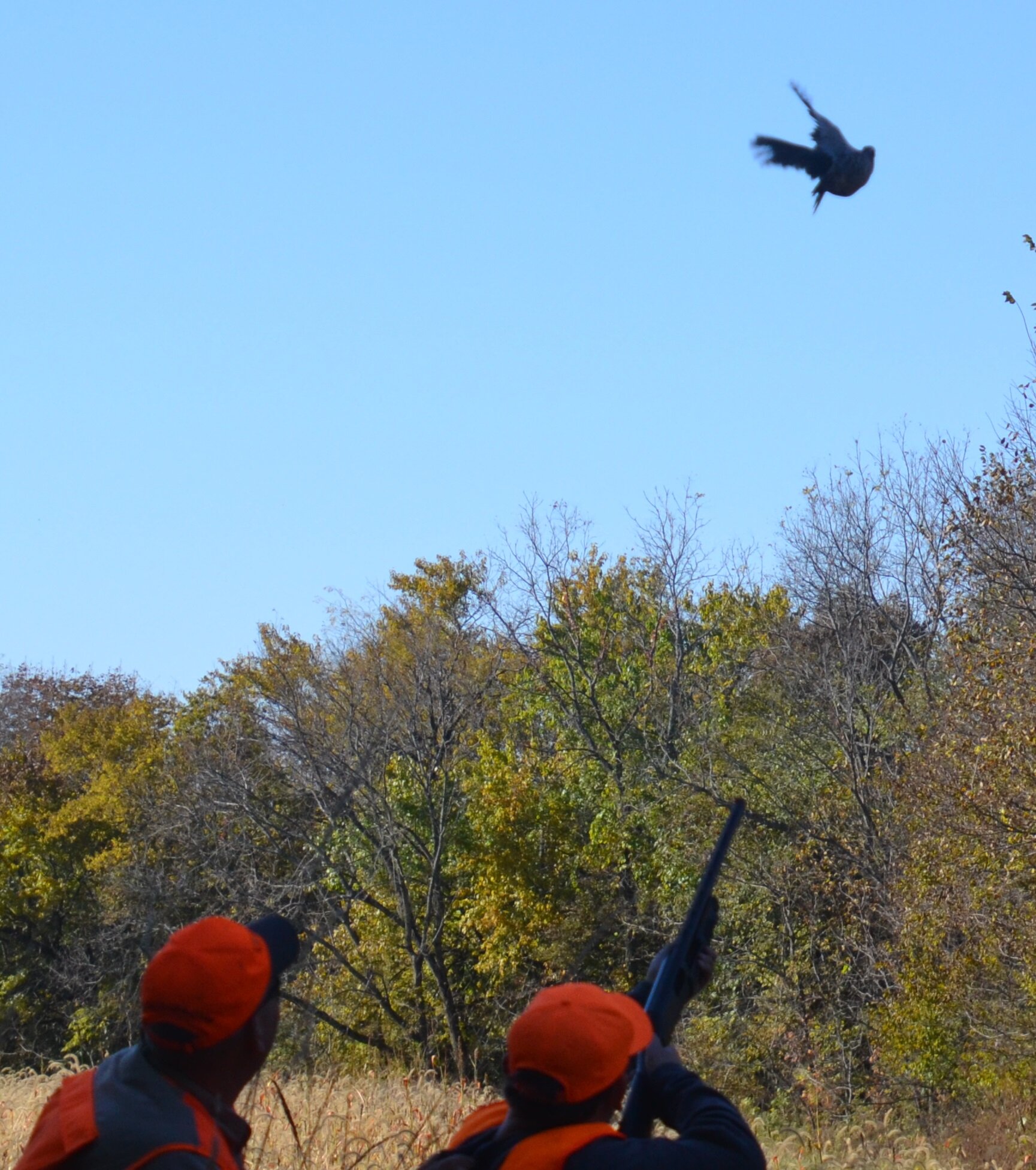 201910_Chukar_2.jpg