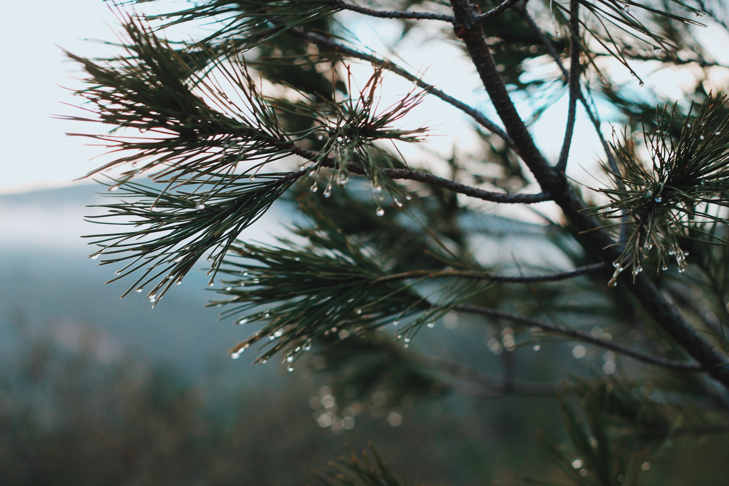 The Art of Forest Bathing