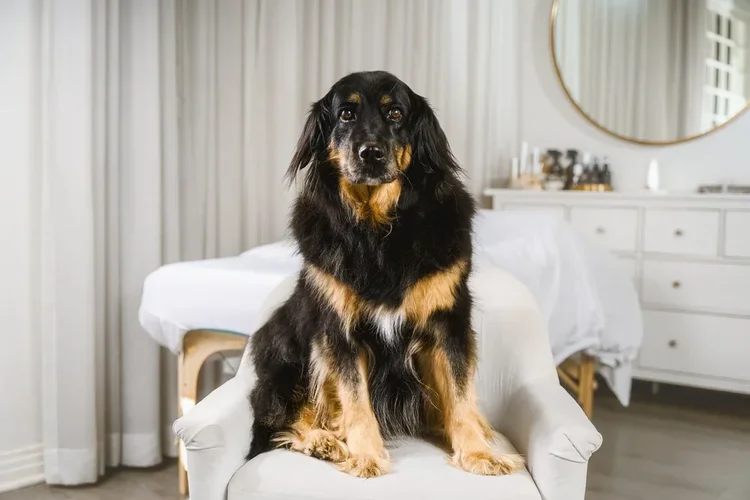 Harper, Holistic therapy pup: energy supporter, breathwork assistant, meditative guide, Saffron & Sage