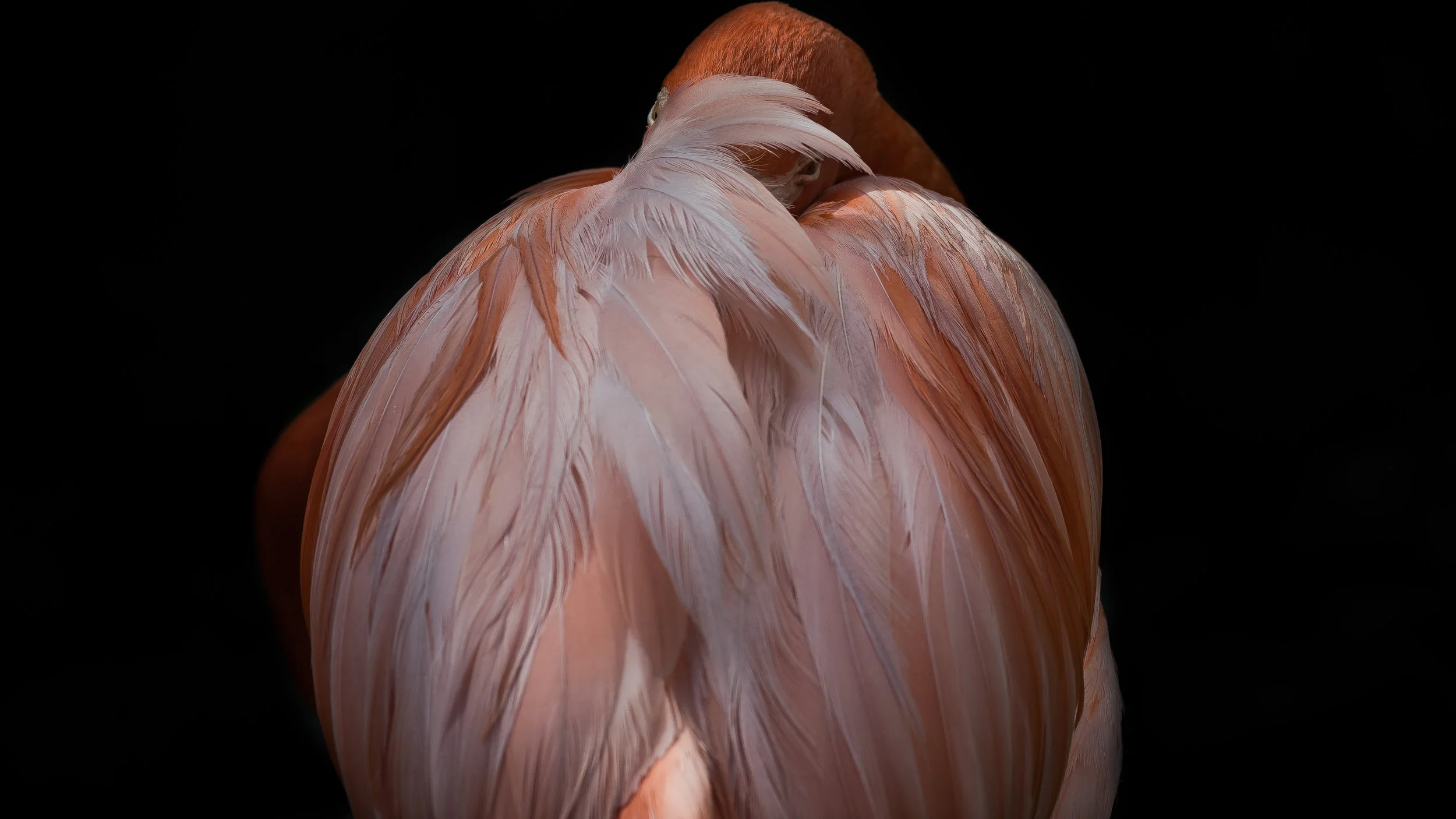 DSC_4210-3.jpg