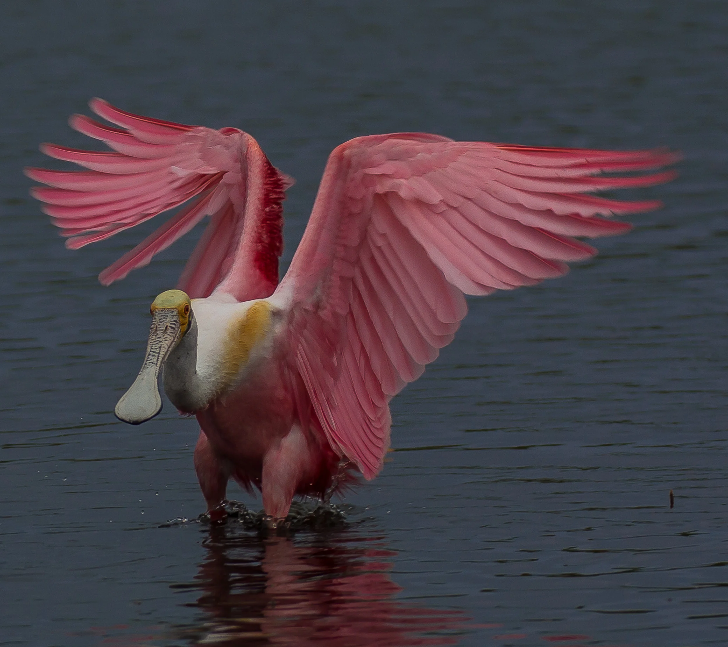 DSC_8606.jpg