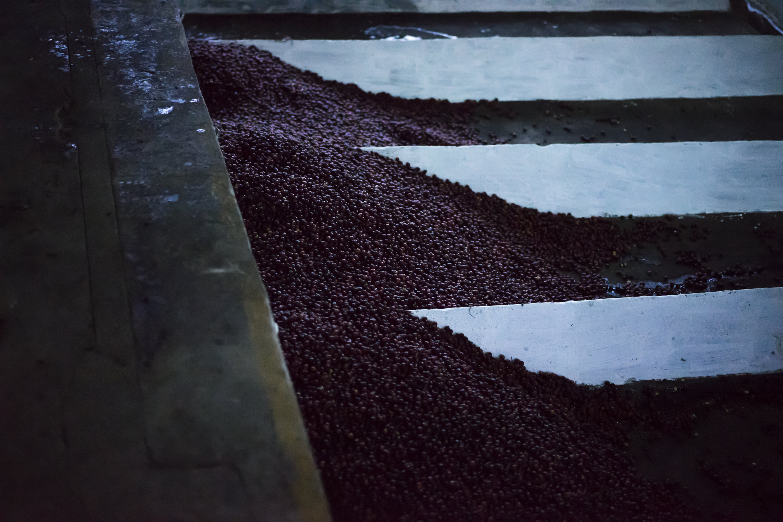  Guatemala - images courtesy of Intelligentsia Coffee 