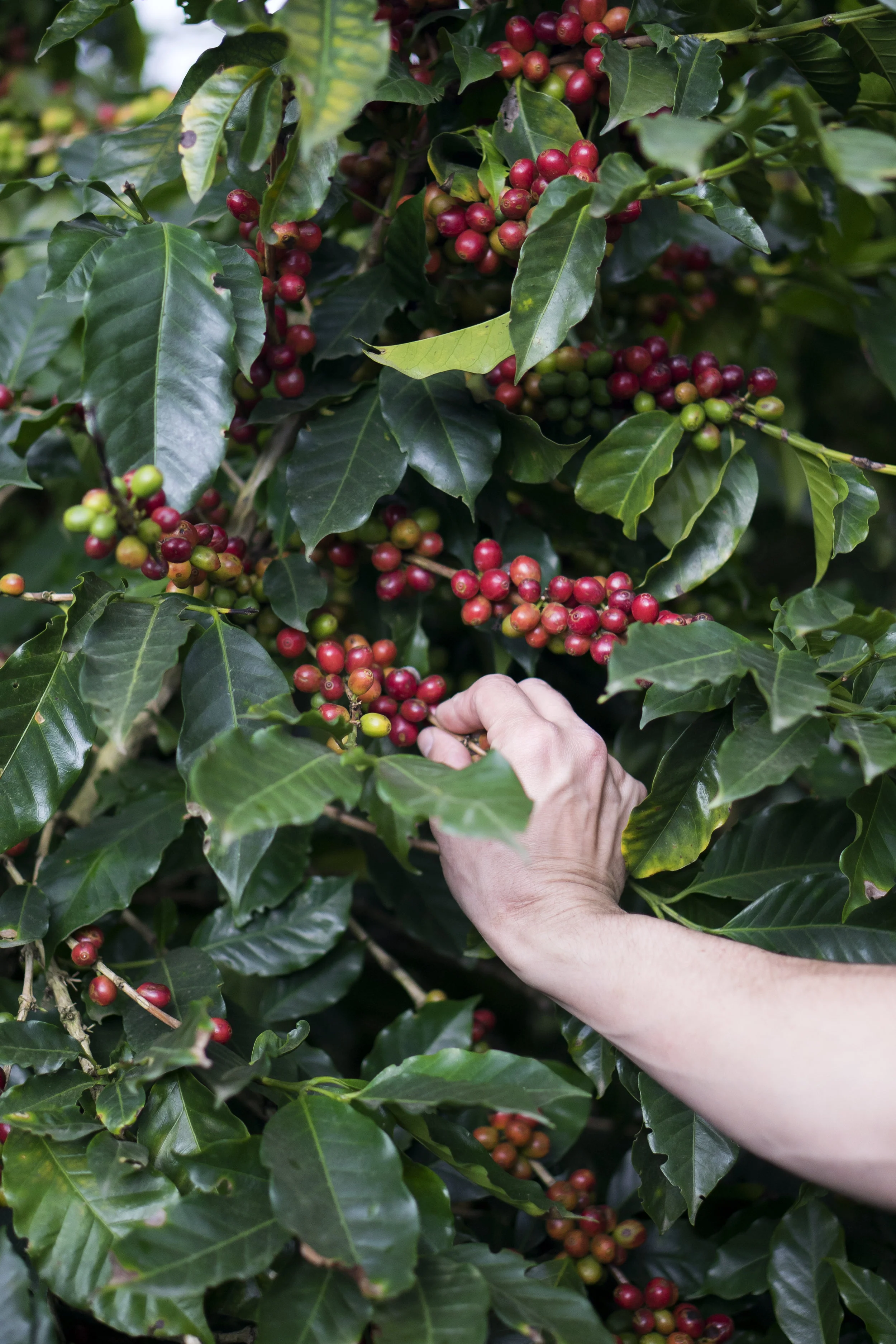 images courtesy of Intelligentsia Coffee