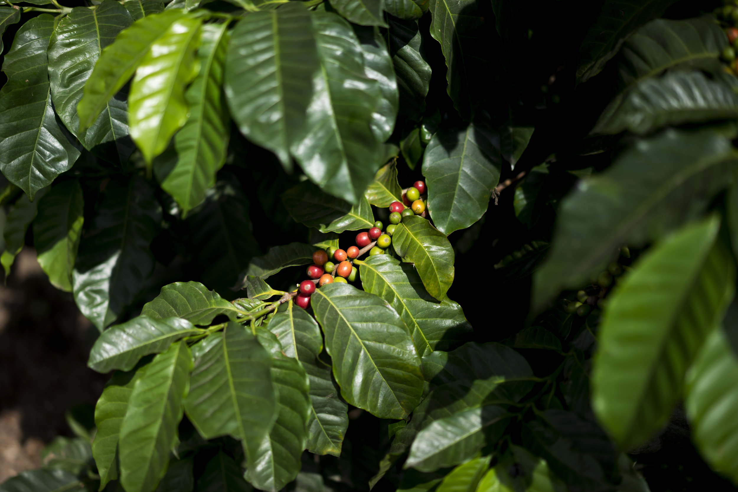  Guatemala - images courtesy of Intelligentsia Coffee 