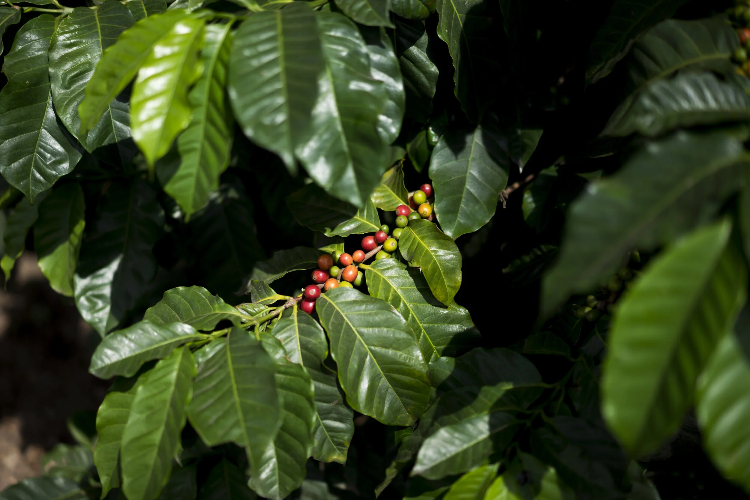 images courtesy of Intelligentsia Coffee