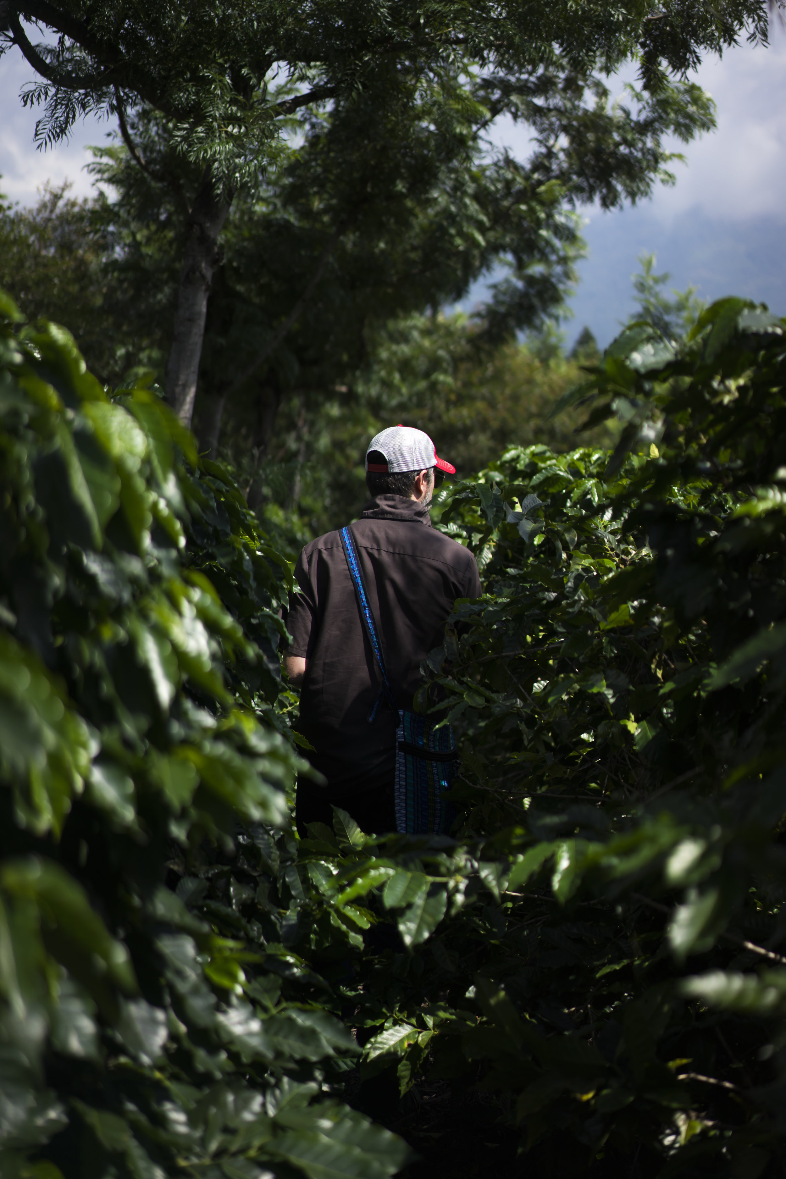  Guatemala - images courtesy of Intelligentsia Coffee 