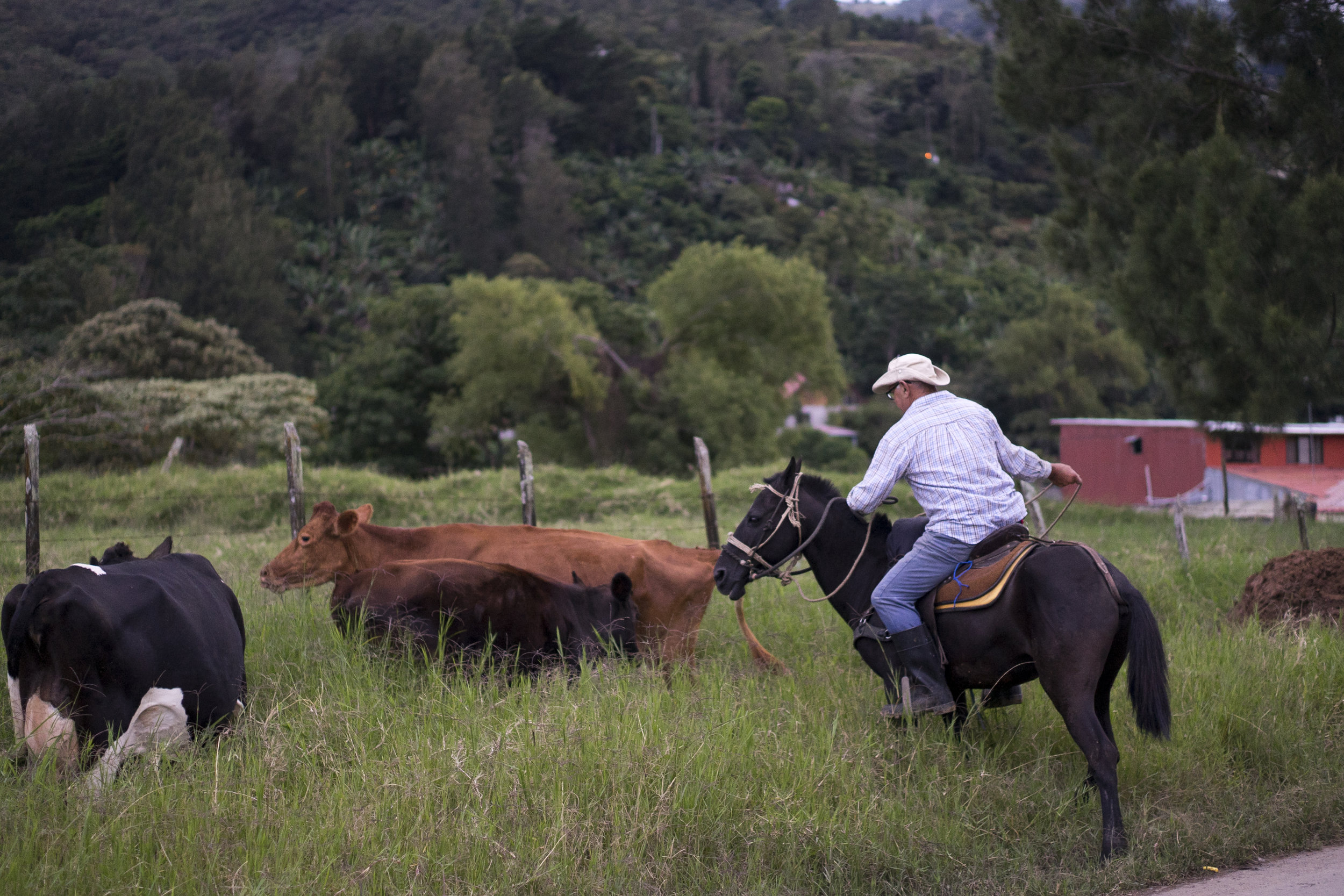  Guatemala - images courtesy of Intelligentsia Coffee 